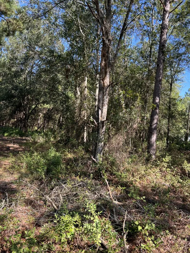 Local yard cleanup service in Fitzgerald, GA - Padgett Land Services