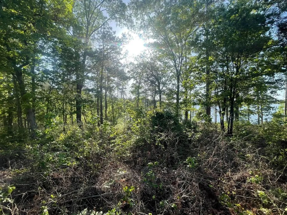 Top-rated landscape design for residential properties across Fitzgerald, GA - Padgett Land Services