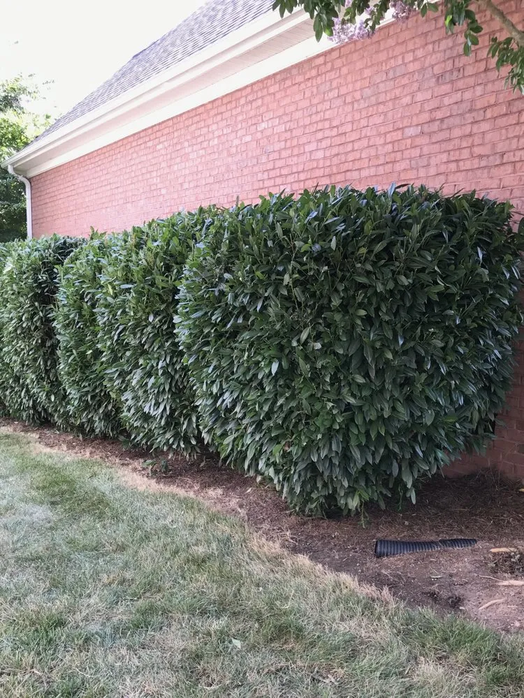 Expert garden landscaping in Asheboro, NC by Padilla & Varner Property Maintenance