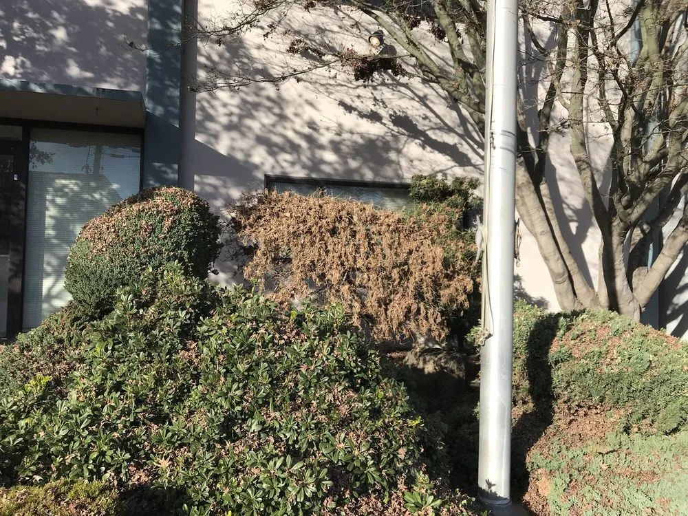 Custom residential landscaping for beautiful yards in Brentwood, CA by Padilla Group