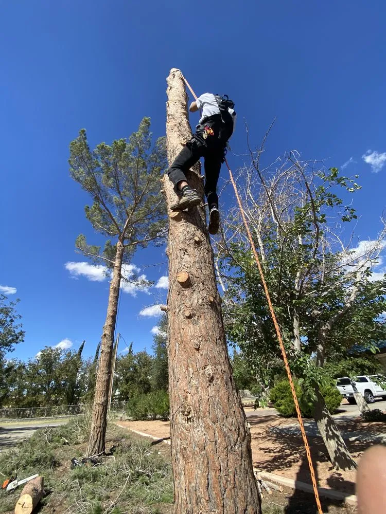 Professional landscaping services in El Paso, TX by Padilla Home Service