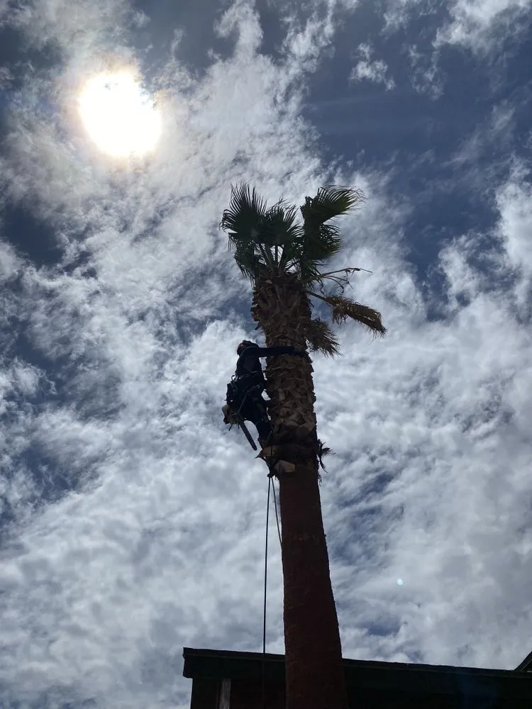 Expert landscape design experts serving El Paso, TX - Padilla Home Service