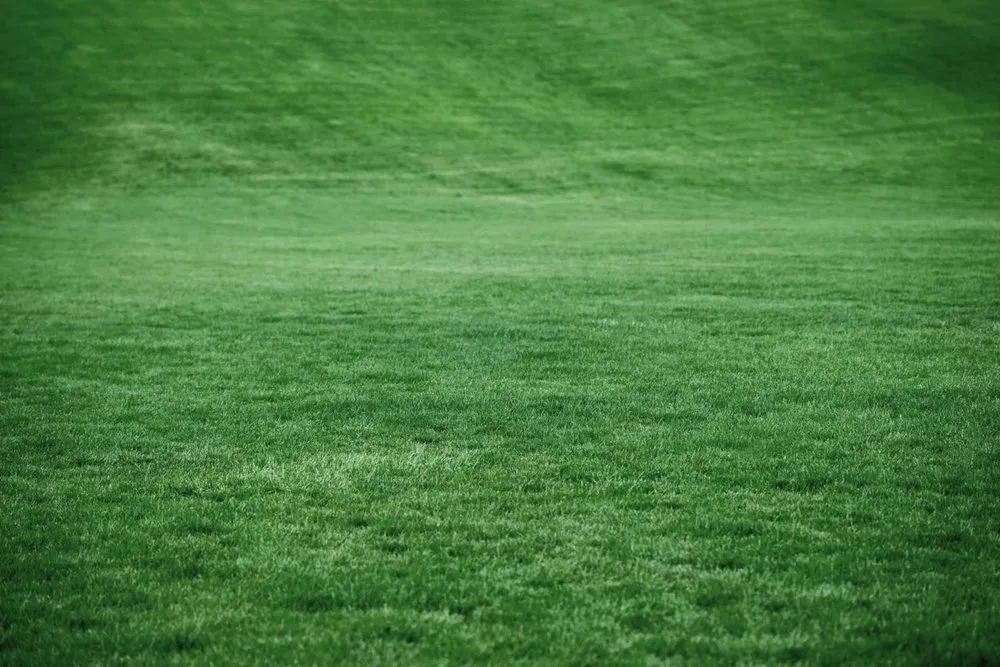 Custom residential landscaping in Reno, NV by Padilla Landscape