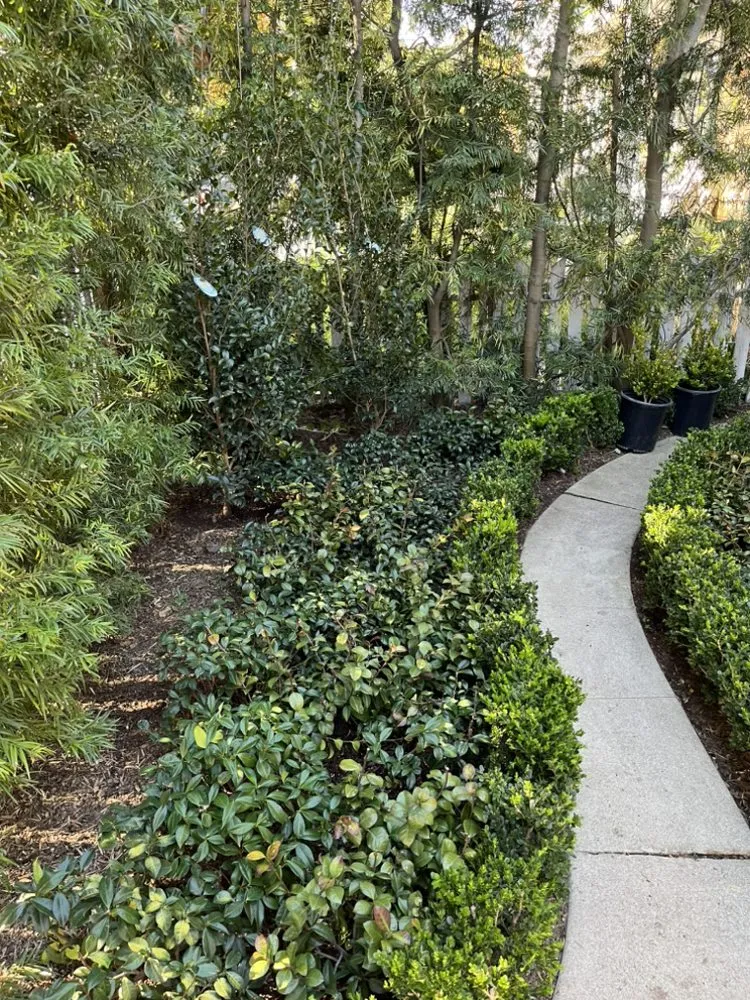 Affordable residential landscaping for beautiful yards in Van Nuys, CA by Padillas Landscape Services