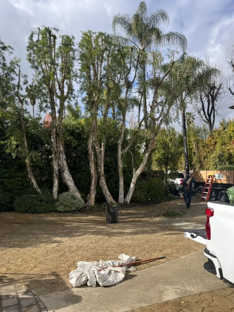 Affordable outdoor landscaping experts serving Van Nuys, CA - Padillas Landscape Services