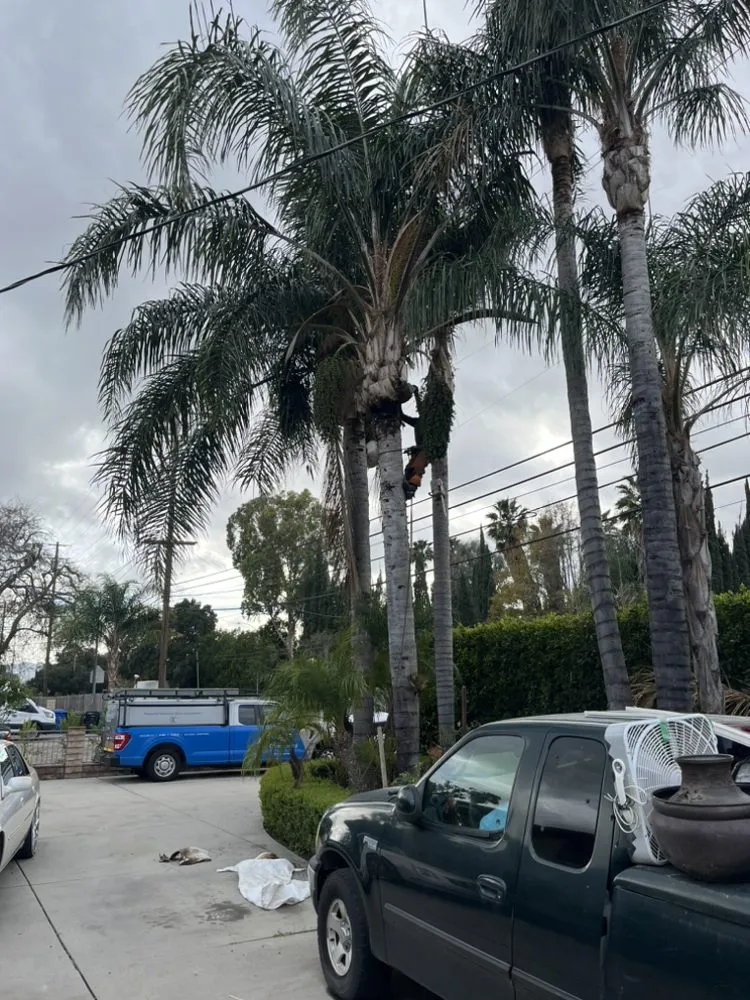 Top-rated landscape installation in Van Nuys, CA - Padillas Landscape Services