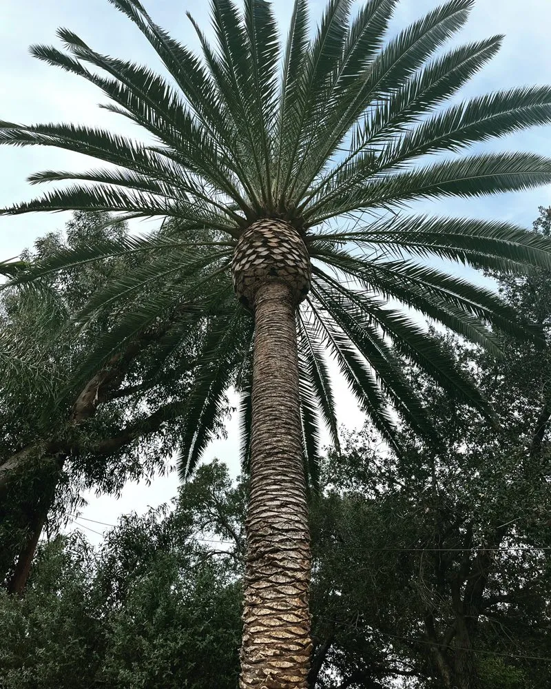 Expert outdoor landscaping in Van Nuys, CA - Padillas Landscape Services