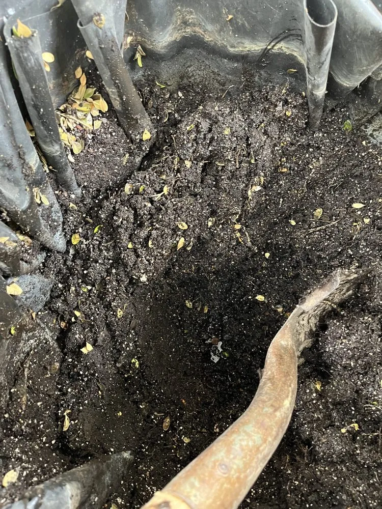 Top-rated yard maintenance near you in Van Nuys, CA by Padillas Landscape Services