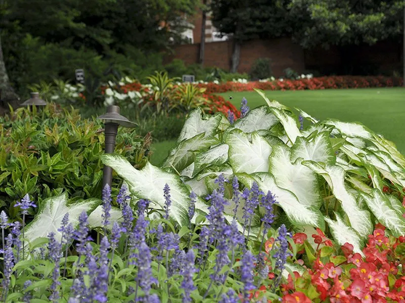 Trusted garden landscaping for year-round maintenance across Marietta, GA - Padron Landscape Group