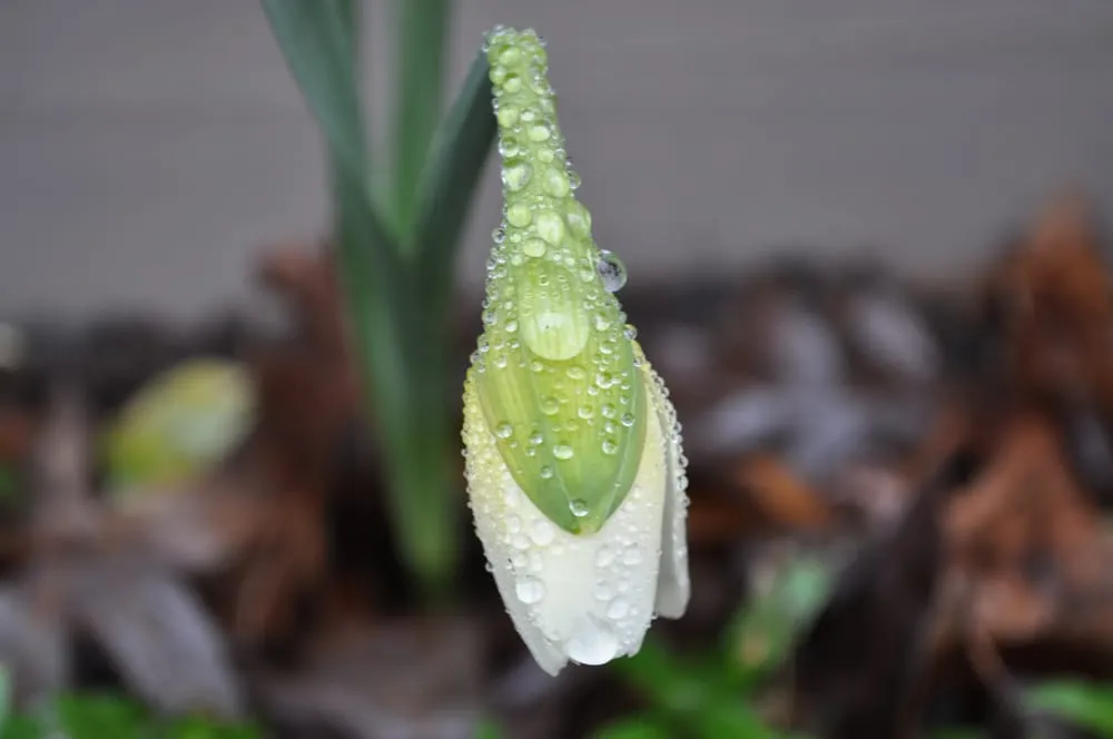 Reliable garden landscaping experts serving Greer, SC - Padula's Plants & Gardens