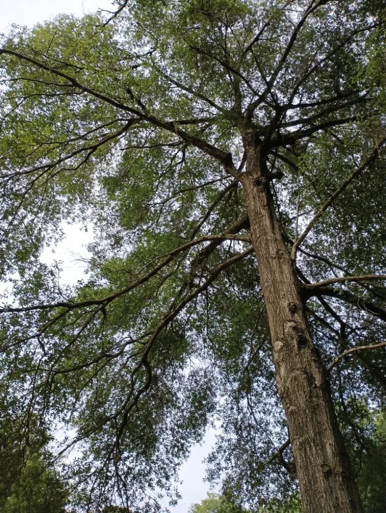 Trusted yard maintenance in Lecanto, FL - Pages Lawn & Tree Service