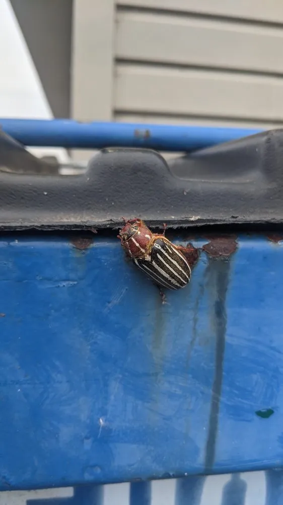 Local landscape installation experts serving Eugene, OR - PAH Weed and Pest