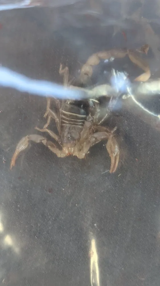 Local outdoor landscaping for homes in Eugene, OR by PAH Weed and Pest