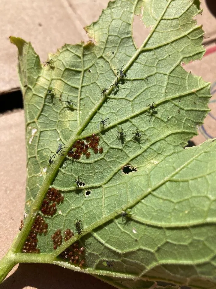 Local landscaping services in Eugene, OR - PAH Weed and Pest