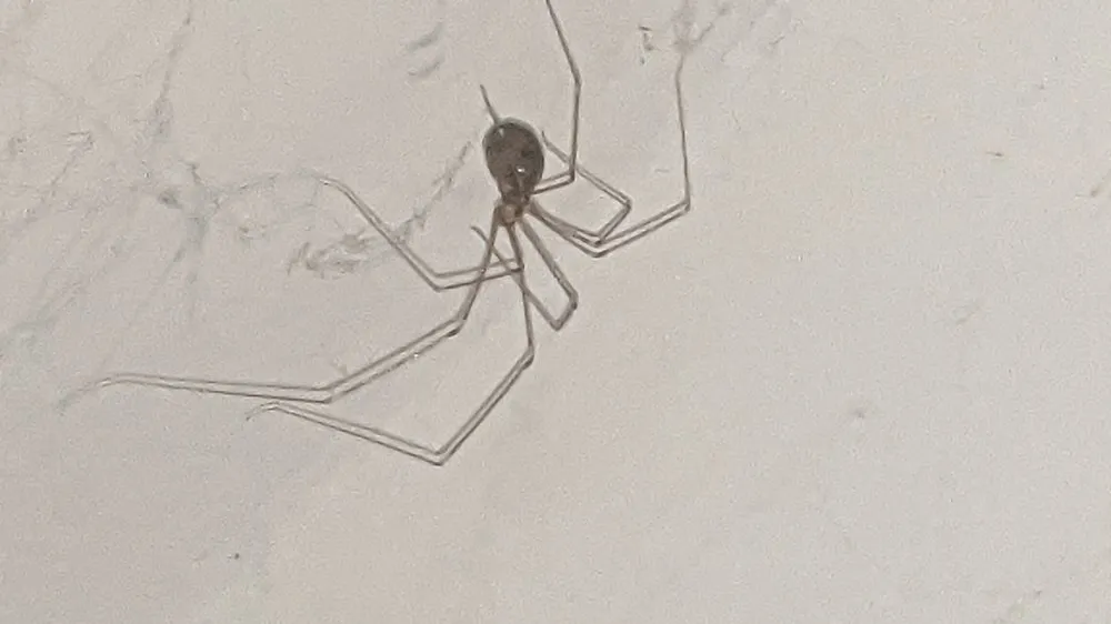 Top-rated yard maintenance experts serving Eugene, OR - PAH Weed and Pest