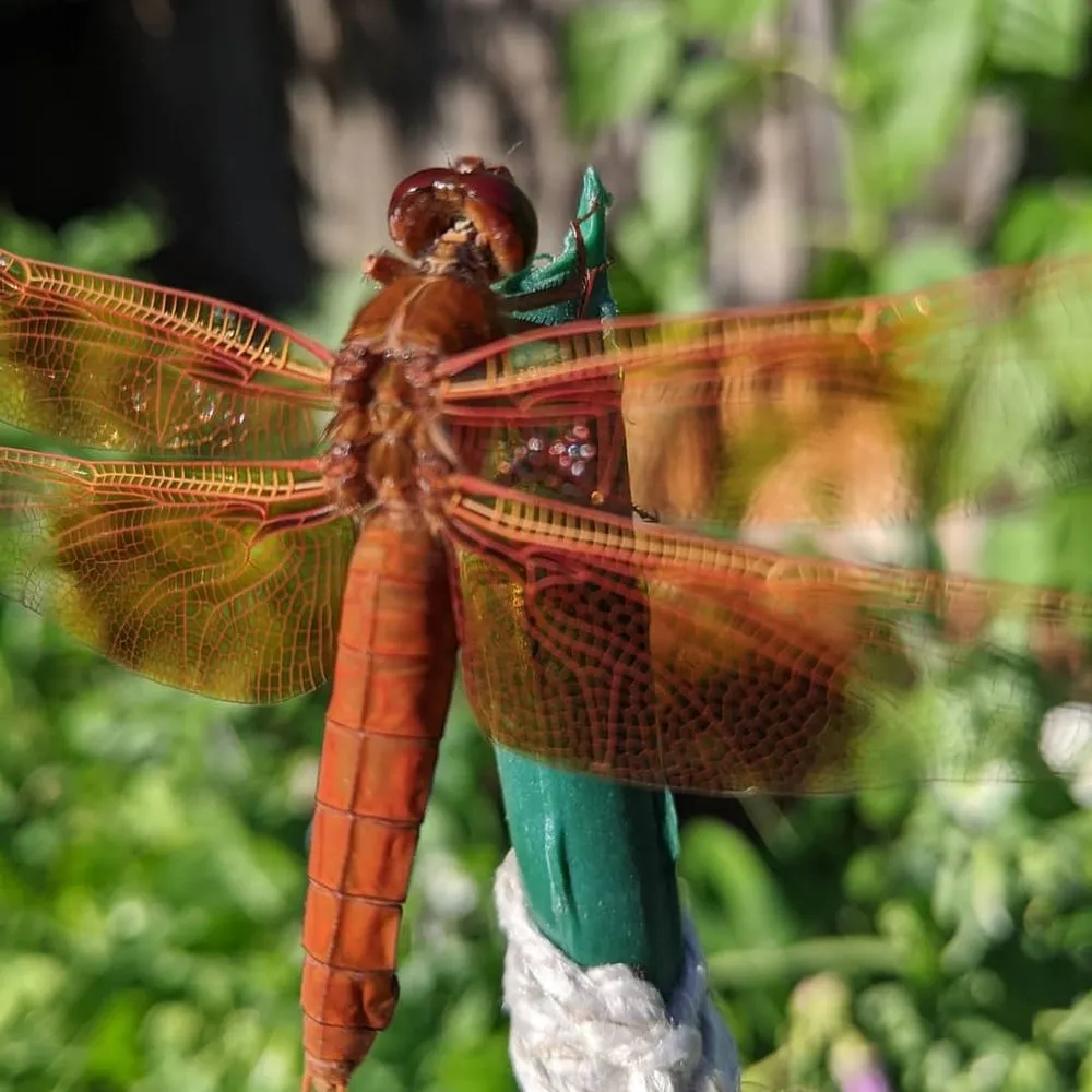 Custom yard maintenance in Eugene, OR by PAH Weed and Pest