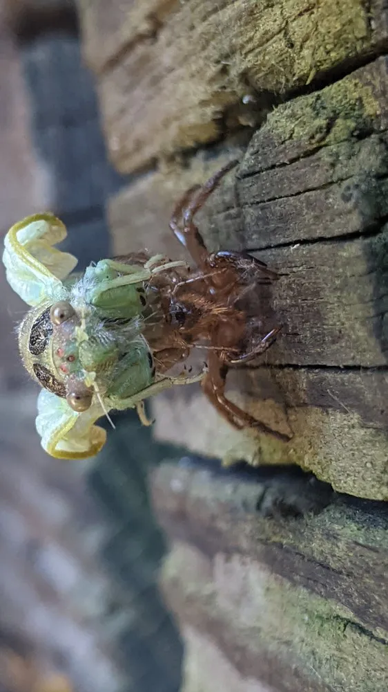 Professional lawn mowing service experts serving Eugene, OR - PAH Weed and Pest