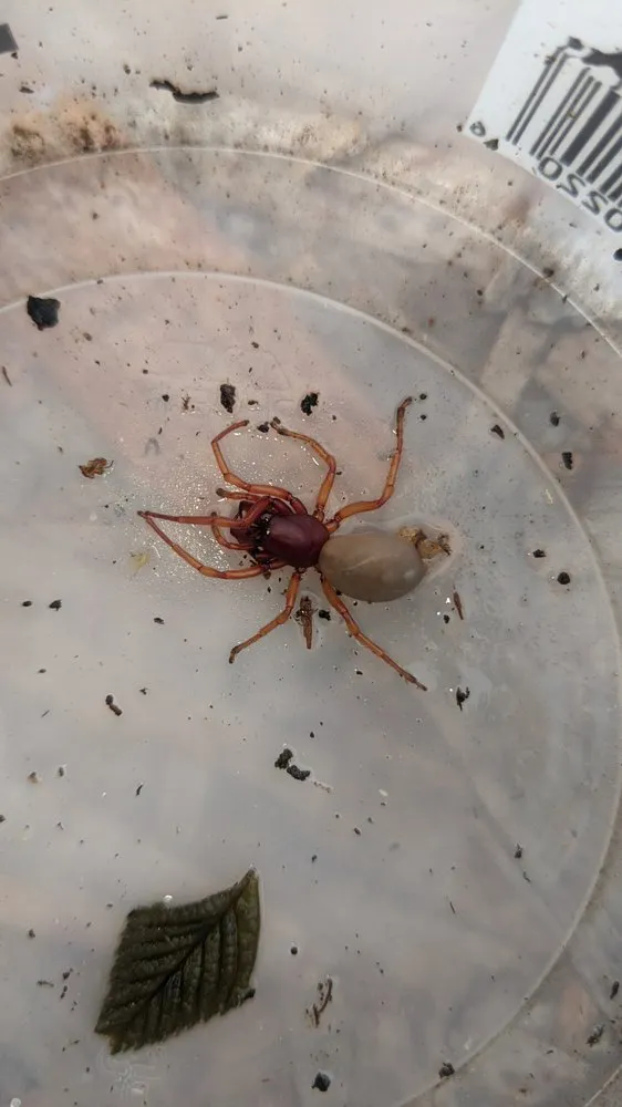 Reliable lawn mowing service for beautiful yards in Eugene, OR by PAH Weed and Pest