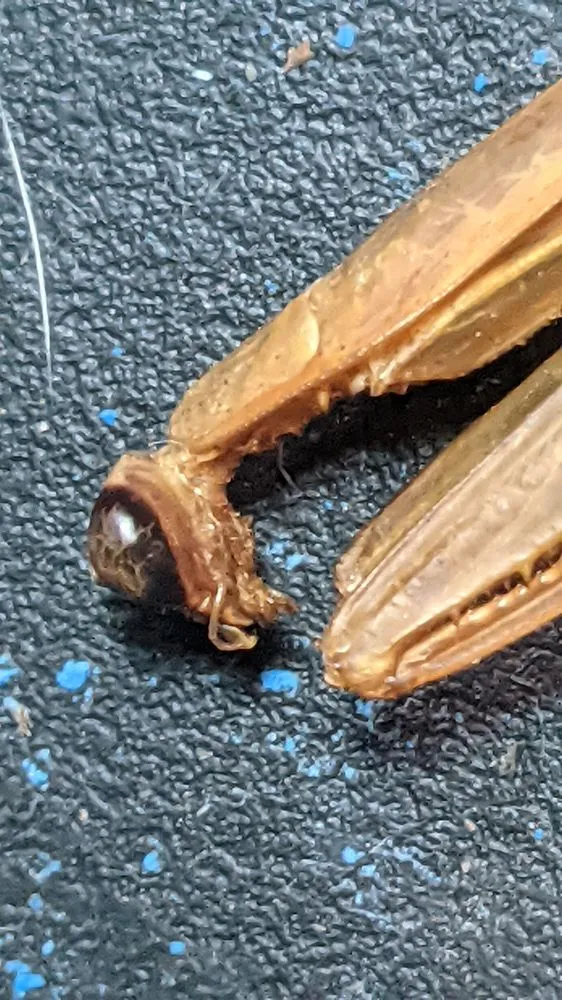 Affordable lawn mowing service for residential properties in Eugene, OR by PAH Weed and Pest