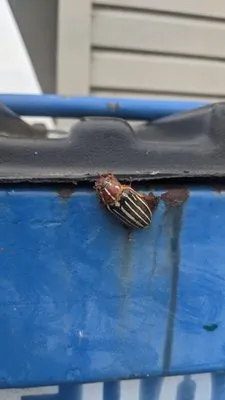 PAH Weed and Pest Logo