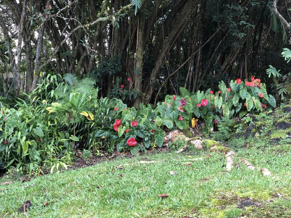 Expert landscape installation for outdoor upgrades across Hilo, HI - Paiea Landscape Services