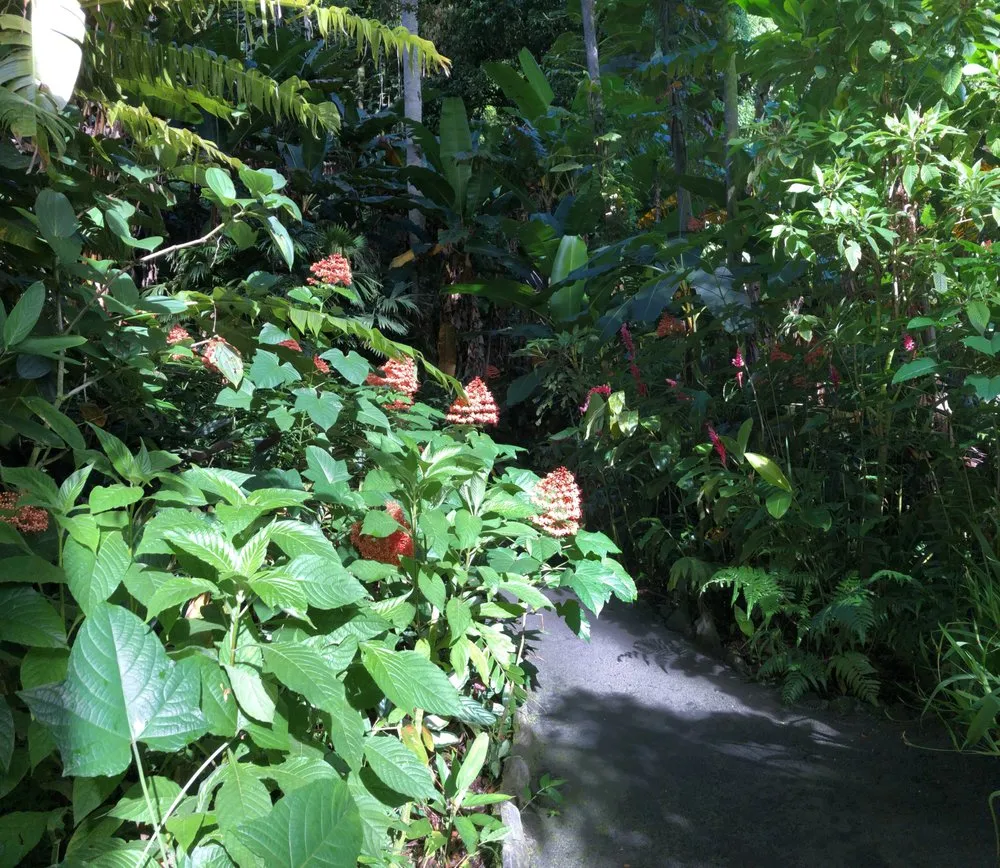 Affordable lawn care service in Hilo, HI by Paiea Landscape Services