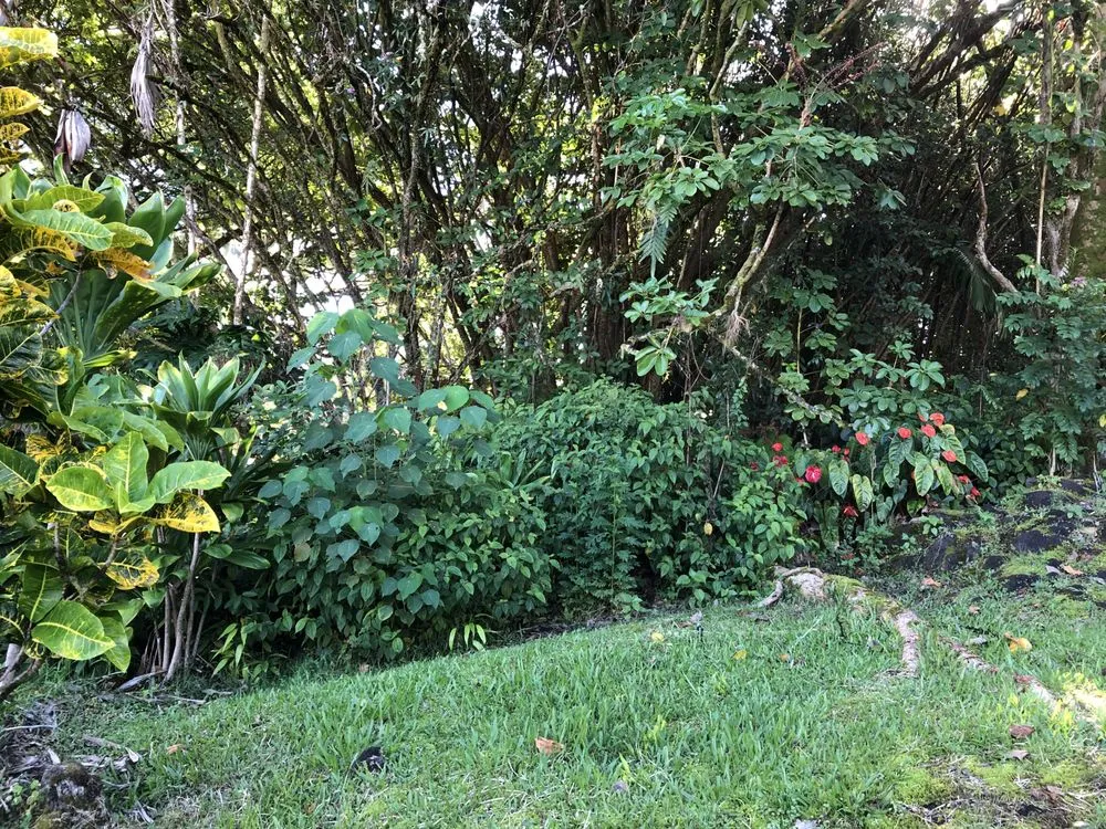 Trusted yard cleanup service experts serving Hilo, HI - Paiea Landscape Services