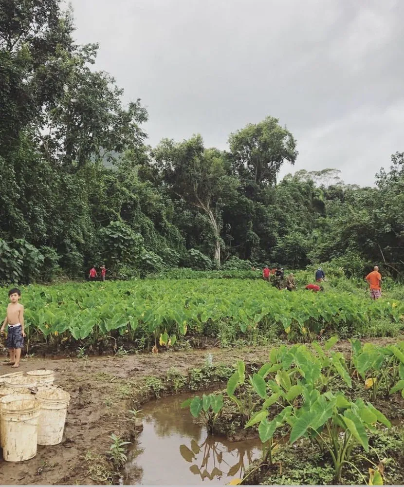 Top-rated yard maintenance for year-round maintenance in Hilo, HI by Paiea Landscape Services