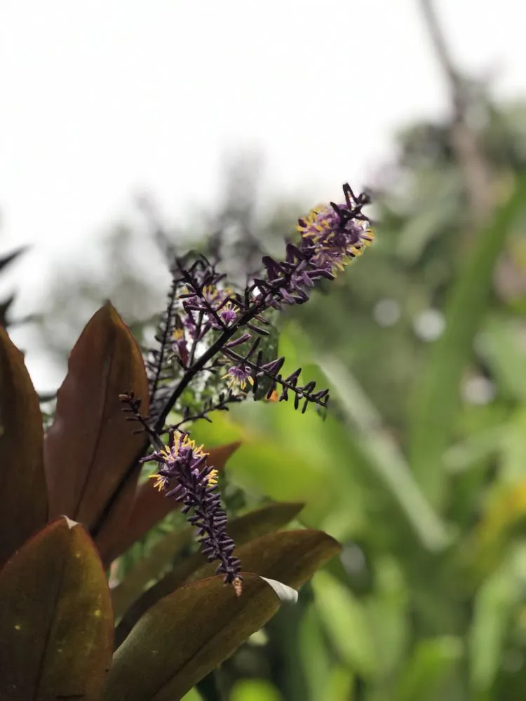 Top-rated lawn mowing service near you across Hilo, HI - Paiea Landscape Services