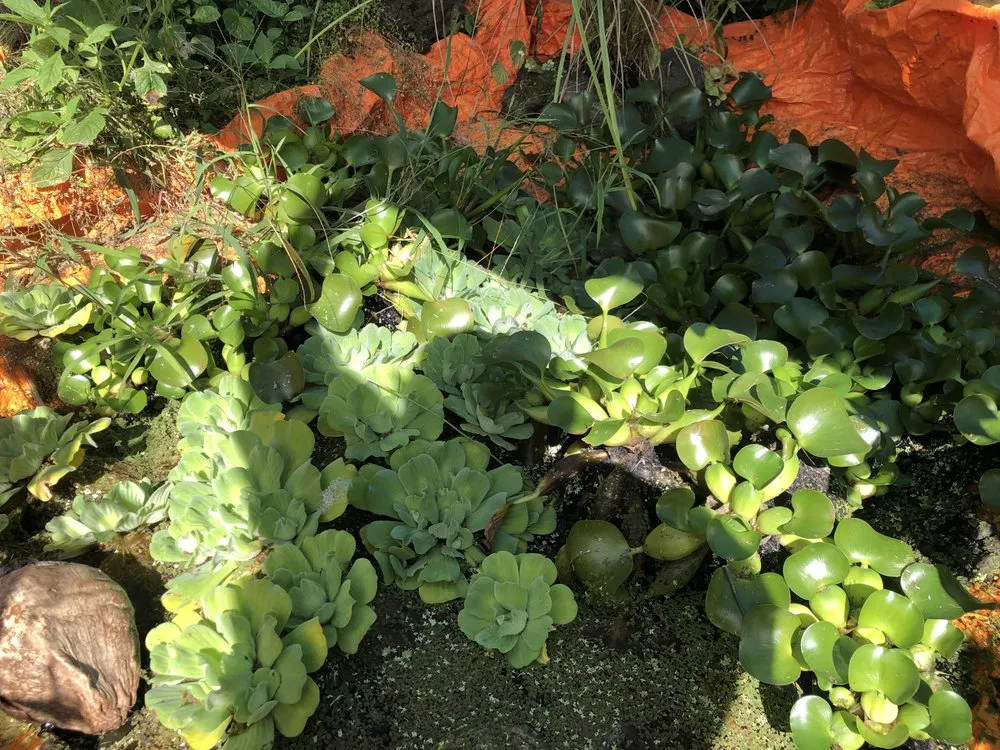 Local landscaping services in Hilo, HI - Paiea Landscape Services