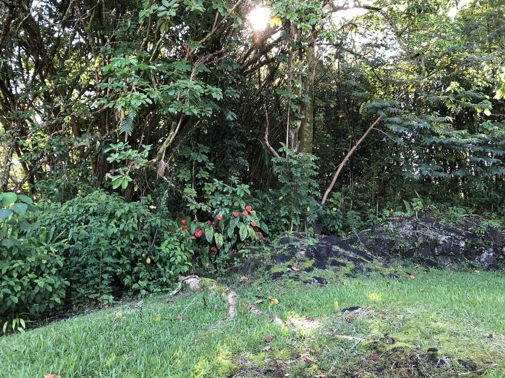 Trusted lawn care service in Hilo, HI - Paiea Landscape Services