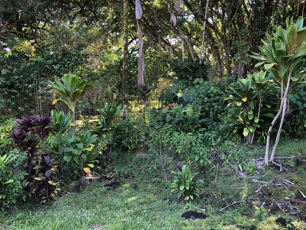 Expert lawn mowing service experts serving Hilo, HI - Paiea Landscape Services