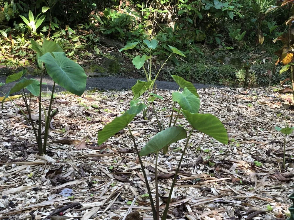 Custom garden landscaping in Hilo, HI - Paiea Landscape Services