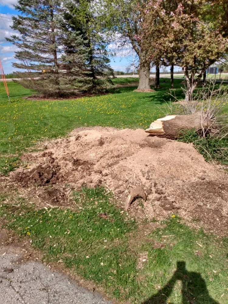 Expert yard maintenance in Eden, WI - Painless Stump Grinding