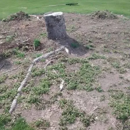 Affordable landscape installation in Eden, WI - Painless Stump Grinding