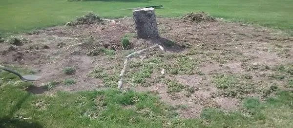 Top-rated outdoor landscaping in Eden, WI - Painless Stump Grinding