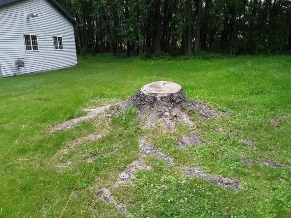 Trusted yard maintenance with custom design across Eden, WI - Painless Stump Grinding