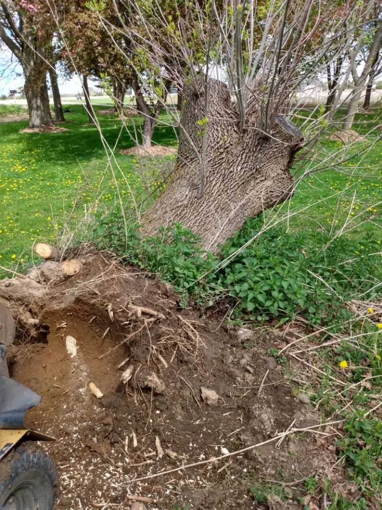 Professional landscaping services in Eden, WI - Painless Stump Grinding