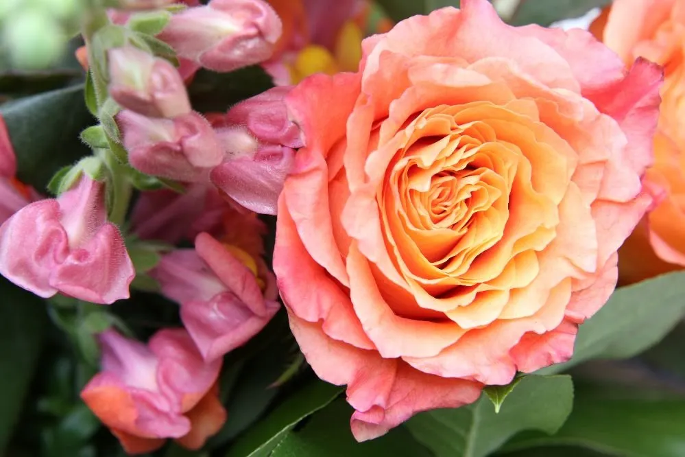 Local outdoor landscaping for year-round maintenance across Astoria, NY - Paint By Flowers - By Marina Costas