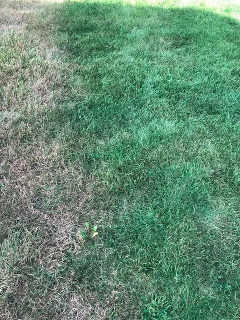 Top-rated landscaping services experts serving Ypsilanti, MI - Paint My Lawn