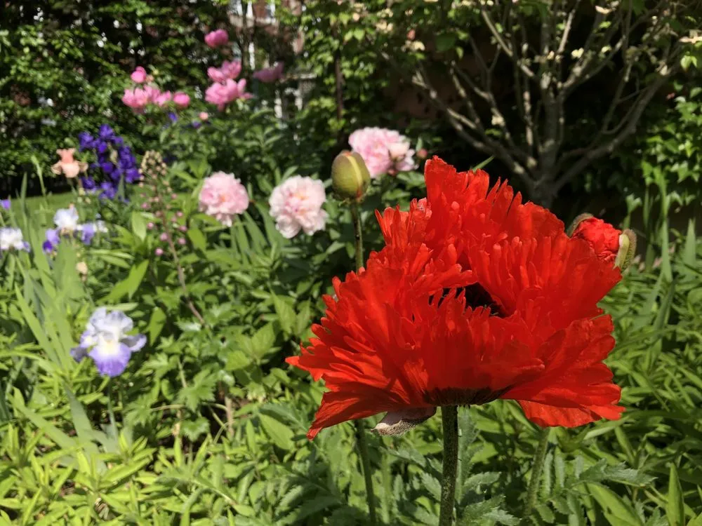 Professional yard maintenance in Epping, NH by Painted Fern Gardening