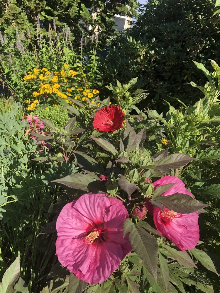 Expert landscape installation in Epping, NH by Painted Fern Gardening