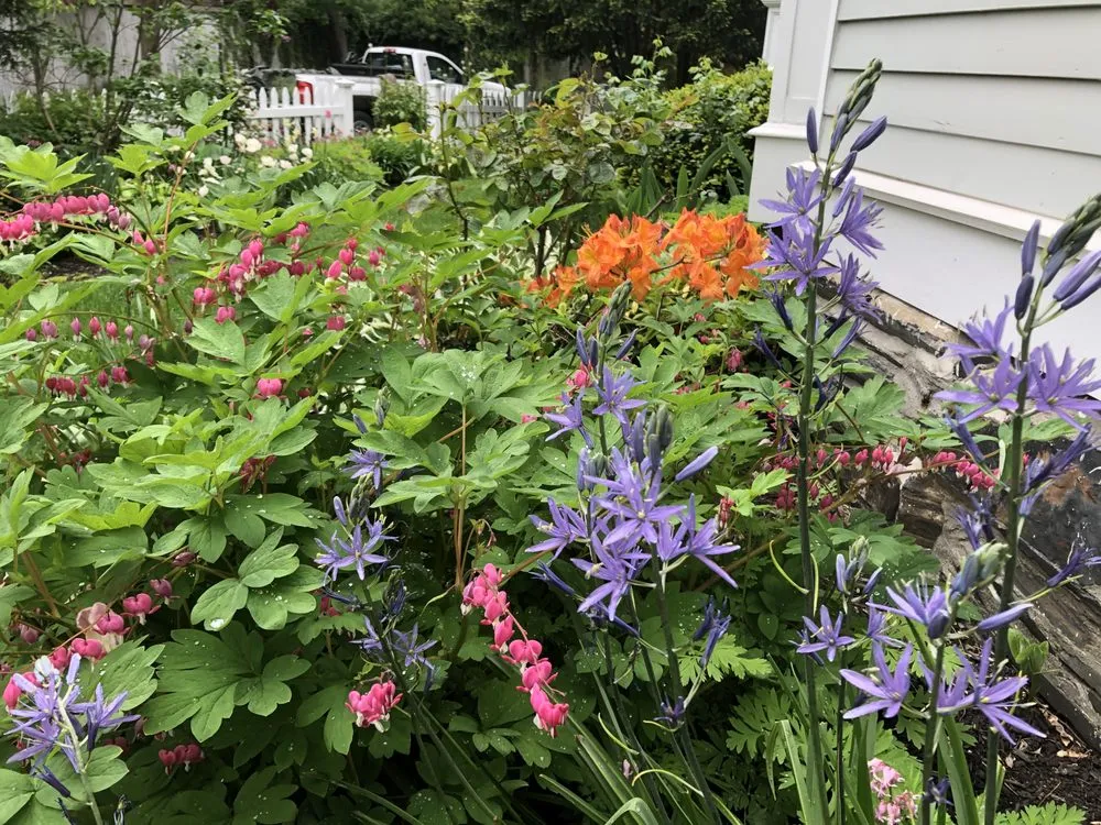 Top-rated lawn mowing service in Epping, NH - Painted Fern Gardening