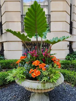 Painted Fern Gardening