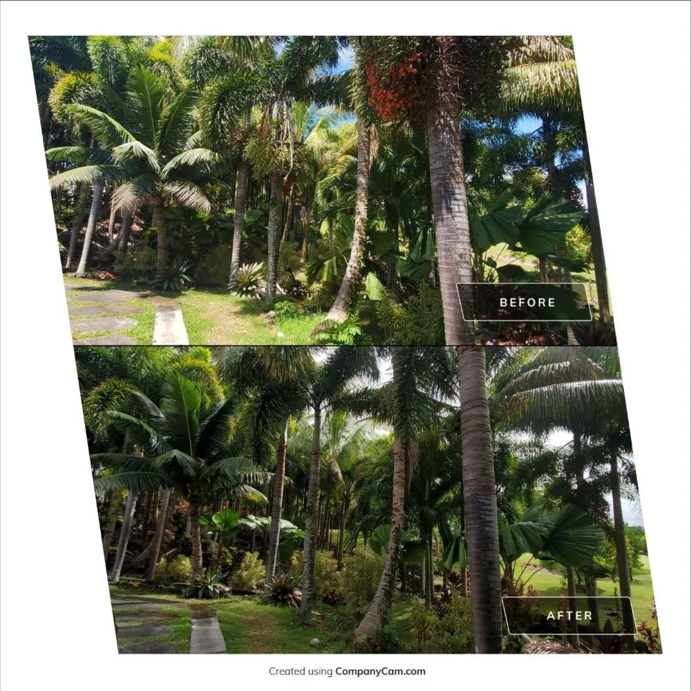 Affordable lawn care service experts serving Hilo, HI - Pair Queens