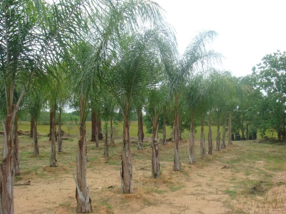 Local lawn mowing service for outdoor upgrades in Houston, TX by Pairadice Gardens