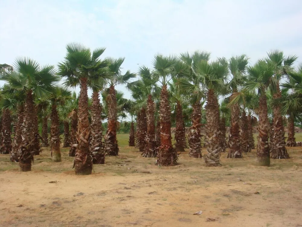 Affordable landscape design in Houston, TX - Pairadice Gardens