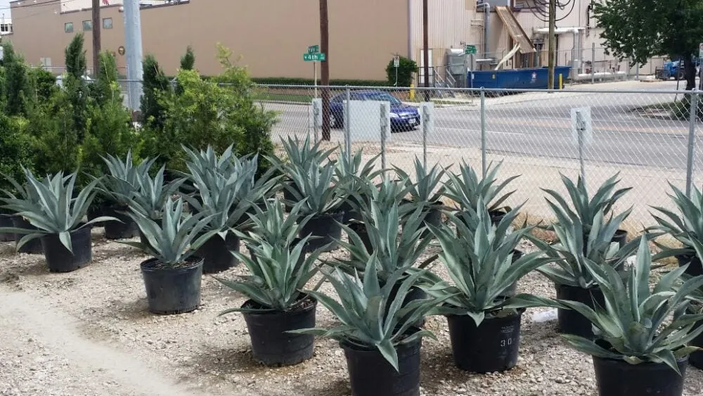 Trusted outdoor landscaping in Houston, TX by Pairadice Gardens