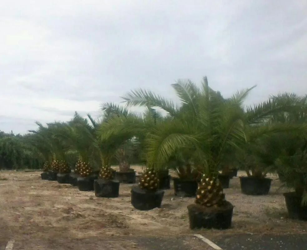 Expert lawn mowing service experts serving Houston, TX - Pairadice Gardens