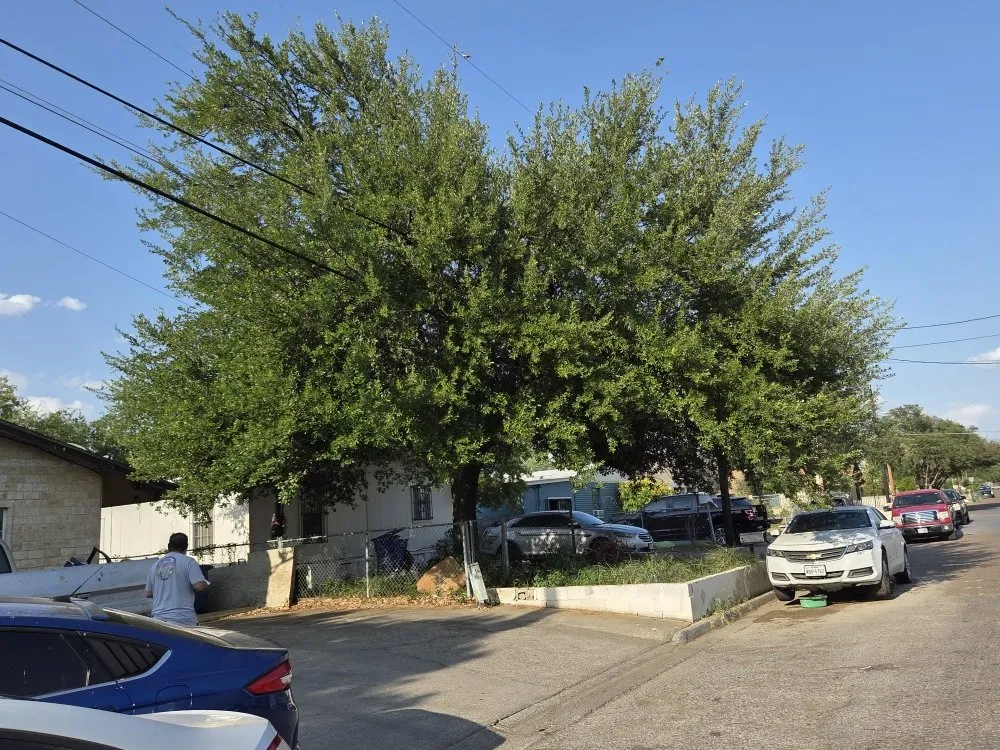 Custom landscape design for year-round maintenance across Laredo, TX - Paiz Lawn Mowing Services